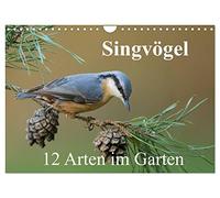 Singvögel - 12 Arten im Garten (Wandkalender 2026 DIN A4 quer), CALVENDO Monatskalender: Kalender mit 12 künstlerischen Porträts häufiger Singvögel in unserem Garten