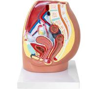 Sistem reproductor Pelvis femenina Cavidad pélvica Modelo de anatomía sagital femenina en 3D Músculo del suelo pélvico Pélvico femenino Útero Vejiga Sistem urinario ginecológico