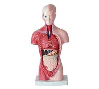 Sistema digestivo disecable de 11 pulgadas, modelo Torso humano, diafragma, anatomía etiquetada, órganos internos anatómicos for ciencia médica