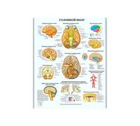 Sistema digestivo Póster impreso Anatomía Humana Muscular Pintura de arte Pinturas Imágenes pared for educación médica Decoración del hogar(2,60x100cm No frame)