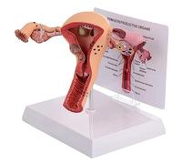 Sistema reproductivo femenino Modelo de útero humano modelo de ovario de útero 3d, sistema reproductivo femenino, para enseñanza aprendizaje, herramienta de visualización modelo anatómico del útero