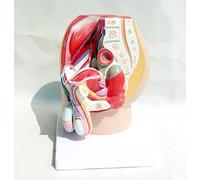 Sistema reproductivo Masculino Modelo anatómico Modelo pélvico Humano Plano sagital Modelo de Sistema urinario médico, P