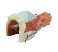 Sistema respiratorio humano Laringe anatómica Modelo de corazón y pulmón Modelo anatómico médico de órgano humano Garganta Modelo de estructura de corazón y pulmón for ciencia