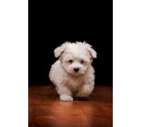 Sit. Stay. Write: he Ultimate Notebook for Dog Lovers and Pup Enthusiasts Subtitle: Lined Journal with 200 Pages - Perfect for Dog Moms, Trainers, and Animal Care Notes (6x9 inches)