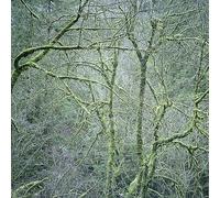 Six Organs of Admitt - Dust and Chimes [Vinilo]