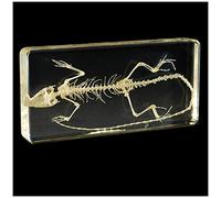 sjdoPulse Esqueleto De Lagarto Especímenes Biológicos Integrados - Esqueleto De Lagarto Modelo De Hueso Natural Modelo De Esqueleto Animal - Espécimen De Resina Transparente Esquel