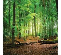 SJOLOON 10516 - Fotografía de Fondo de Vinilo Fino con diseño de Bosque Virgen de 1,82 m x 1,52 m