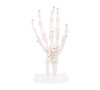 Skeleton humano Cirugía de la mano del pie Antical Modelo esqueleto Herramienta investigación médica Tamaño vida