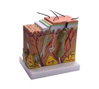 Skin , 50x Skin And H Structure Enlar Anatol Anato for Roo