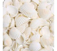 SKOOLOVE 100 Piezas Blancas Pequeñas de 1.5-2.5 CM para Manualidades, Pinturas, Decoración de Bodas en la Playa, Conchas Naturales de Playa a Granel (230g)