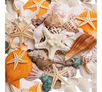 SKOOLOVE 12 tipos de conchas de playa mixtas 2,5-8 cm, varios tamaños, conchas naturales, estrellas de mar, conchas para fiestas temáticas de playa, manualidades, acuario, decoración para macetas