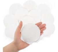 SKOOLOVE 16 Pieza Blancs de 6-8 cm, Grands Coquillages Naturels de la Mer, Pour Décoration de Mariage, fête Sur le Thème de la Plage, Aquarium