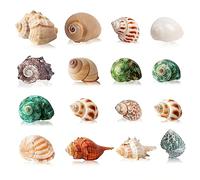 SKOOLOVE 16 Piezas de Cangrejo Ermitaño, Medianas y Pequeñas, Tamaño de Caracola Marina: 2.5-7 CM, Abertura: 1-4 CM, Ideales para Suministros Naturales de Cangrejo Ermitaño, Decoración del Hogar