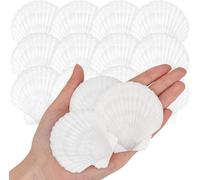SKOOLOVE 25 Pieza Blancs de 5-7.5 cm, Grands Coquillages Naturels de la Mer, Pour Décoration de Mariage, fête Sur le Thème de la Plage, Aquarium