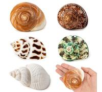 SKOOLOVE 5 conchas de cangrejo ermitaño medianas y grandes, conchas de caracola, caracolas marinas naturales de 5,5 a 9 cm, tamaño de apertura de 3,5 a 5 cm, conchas marinas turbo para suministros de