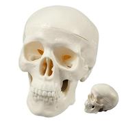 Skull Head - Realistic Small Skeleton Head Bones | Teaching Anatomy Display | Educational Classroom For Halloween Decor Tool Learning Human Structure, Model Science Education and Study