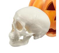 Skull Head, Skeleton Craft, 3,74 x 2,95 x 2,56 pulgadas Mini Realistic Small, Skull Decor for Halloween Decor, Anatomy Teaching, Classroom Learning, and Educational Display Tool