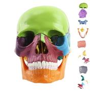 Skull Model - Skull Anatomy Model | Anatomy Head, 15-Part Realistic Human SkullHead, Detachable Anatomical SkullModel for Medical Study Learning Teaching Display, SkulModel - Students Classroom Educat