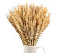 SLFYEE 100pcs Flores de Trigo Seco Ramo de Hierb Ramo de Hierba de Trigo Naturalmente Flores Secas Naturales para C himenea Hogar Cocina, Mesa de Iglesia Boda