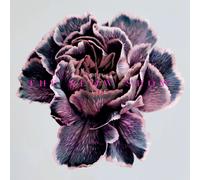 Slow Show,the - Still Life [Vinilo]