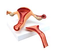 SLRMKK Modelo anatómico del Sistema Reproductor Femenino, tamaño Natural, Desmontable, 2 Partes, anatomía científica, Modelo de Estructura ovárica uterina, para Ayuda al Tren Educativo