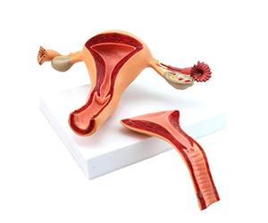 SLRMKK Modelo anatómico del Sistema Reproductor Femenino, tamaño Natural, Desmontable, 2 Partes, anatomía científica, Modelo de Estructura ovárica uterina, para Ayuda al Tren Educativo