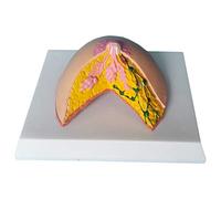 SLRMKK Modelo de anatomía de Mama Femenina Período de succión de la Madre Modelo de Mama Estructura mamaria Modelo de Mama en Reposo Femenino - para práctica ginecológica Modelo de Entrenamiento