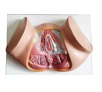 SLRMKK Modelo perineal Femenino Modelo pélvico Femenino Vulva Orina Triángulo Ano Sistema Reproductor Modelo Modelo anatómico Completo, para anatomía, Arte