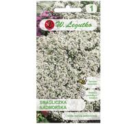 Smagliczka nadmorska - blanca