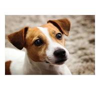 Smart Jack Russell Terrier Animal - Juego de 200 piezas (35 x 25 cm) - Puzzle para adultos, diseño de cerebro, diseño de cerebros