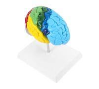 SMASOLO Enseñanza Médica Resistente y Fácil de Limpiar Base para Estudio de Neurociencia Aulas