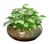 SMELEYOU Plantador de Loto para tazón para Semillas de Flores de Loto Cerámico de cerámica de cerámica Maceta de Bonsai