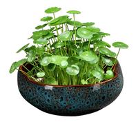 SMELEYOU Plantador de Loto para tazón para Semillas de Loto de cerámica en Forma de Flor Maceta de Bonsai Maceta Decorativa hidropónica sin Drenaje para Agua Planta de Lirio suculento