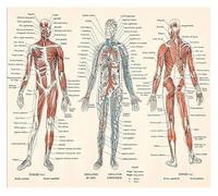 SMGLRUEAT Anatomy of the Nervous System Educational Poster - Detailed Biology Chart Print for Teaching & Learning(Unframed,08x12inch(20x30cm))