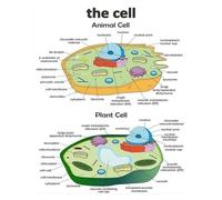 SMGLRUEAT Explore the World of Cells Canvas Print - Artistic Renderings of Plant & Animal Cell Structures - Inspirational Science Wall Decor for Classroom or Office(Framed,16x24inch(40x60cm))