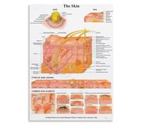 SMGLRUEAT Integumentary System Skin Layers Anatomy Dermatology Chart Educational Poster for Students Biology Classroom 8 X 12 in