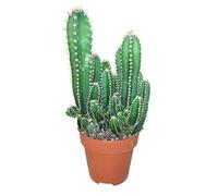 SMPLY. Cactus Ordenador - Ideal para Decoración en Casa u Oficina - Maceta de 8 cm - Altura: 12 cm Aprox