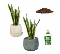 SMPLY. Pack 2 Plantas Sansevieria Natural, Interior o Exterior, Maceta Ø12cm -Incluye Saco 10L Sustrato Universal + Fertilizante Plantas 500 ml