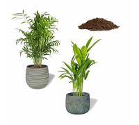 SMPLY. Pack de 2 Palmeras Naturales de Interior + Sustrato: Areca + Chamaedorea Maceta Ø 13 cm - Alto 30-40 cm + Incluye Saco 10L Sustrato Universal para Plantas
