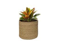 SMPLY. - Planta Croton de Hojas Muy Coloridas Ideal en Interior y Exterior Resistente y Fácil de Cuidar - Maceta de Ø 14 cm + Incluye Macetero Semirígido Ø18 cm