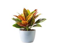 SMPLY. - Planta Croton de Hojas Muy Coloridas Ideal en Interior y Exterior Resistente y Fácil de Cuidar - Maceta de Ø 14 cm