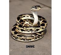 Snake Graph Paper Notebook - Reptile Grid Journal for Math and Drawing: 110-Page 8.5x11 Graph Notebook Featuring a Jungle Snake Theme - Great for School, Sketching & STEM Projects