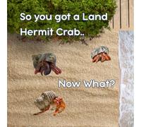 So You Got a Hermit Crab… Now What?: What Pet Stores Don’t Tell You (Digital Reptile Care Kits)