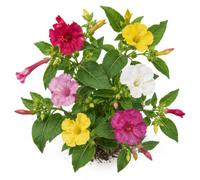 Sobre de Semillas de Don Diego de Noche Variado DECOALIVE | Dondiego de Noche, Mirabilis Jalapa, para Preparar la Siembra