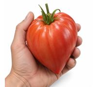 Sobre de Semillas de Tomate Corazón de Buey para Jardinería DECOALIVE | Frutos de Forma Acorazonada en una Variedad de Porte Medio