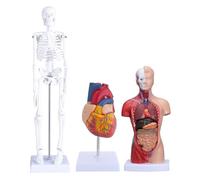 Socobeta Kit de Modelo de Cuerpo Humano, Torso Desmontable de 26 Cm, Modelo Anatómico de Corazón Esqueleto de 45 Cm para Enseñanza de Fisiología de Anatomía