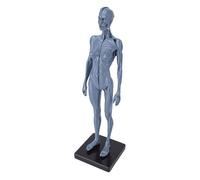 Socobeta Modelo de Anatomía Humana Femenina, 27 Cm, Artesanía de Resina Duradera para Enseñanza en el Aula y Referencia Artística
