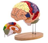 SOEPOTIX Modelo de cerebro humano, modelo anatómico de cerebro humano de tamaño real 2X para neurociencia con 4 modelos de cerebro desmontables codificados por colores para neurociencia, psicología,