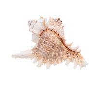 SOIMISS decoración de Concha Conchas caracola Conchas de mar para Hacer Manualidades caracolas Naturales Conchas para Manualidades Conchas Marinas Gran Concha