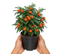 Solanum Pseudocapsicum Cerezo de Madeira | DECOALIVE | Maceta 10 cm | 15-20 cm de Altura | Planta Natural Decorativa para Hogar